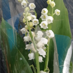 Bouquets à thèmes
