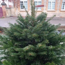 Sapin et noel
